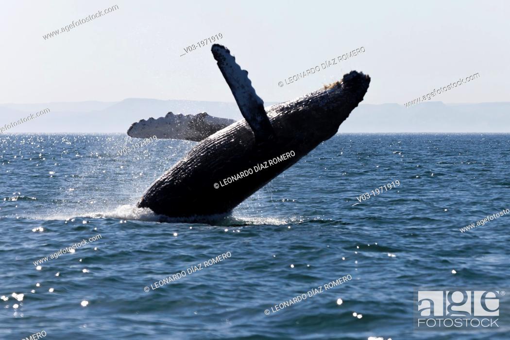 Stock Photo: Humpback Whale jumping at the sea near 'Isla Espí­ritu Santo', north of La Paz, Baja California Sur, Mexico.