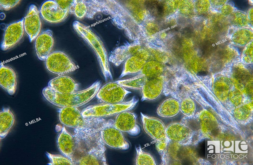 Stock Photo: Euglena sp and Phacus sp Seaweed Algae Flagellate protozoan Euglenophyta Sarcomastigophora Optic micrsocopy.