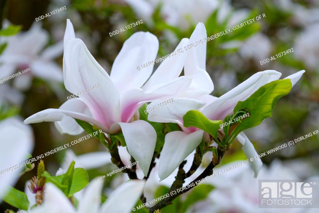 Stock Photo: Magnolia x soulangeana 'Brozzonii' (Saucer Magnolia).