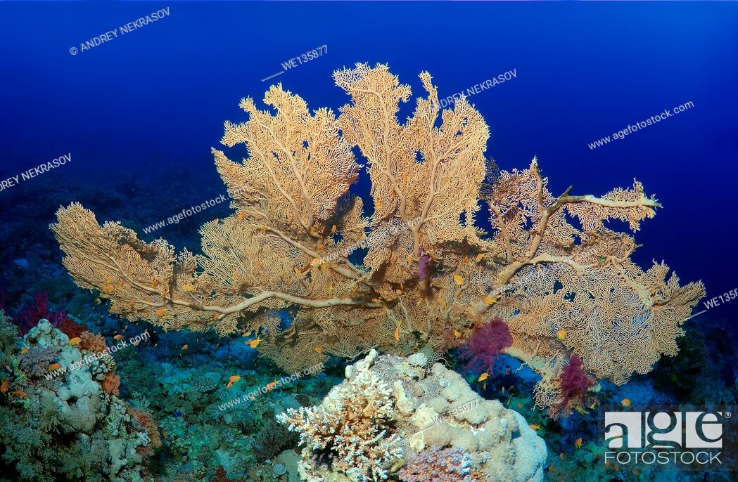 Stock Photo: coral reef in Ras Muhammad National Park, Sinai Peninsula, Sharm el-Sheikh, Red sea, Egypt, Africa.