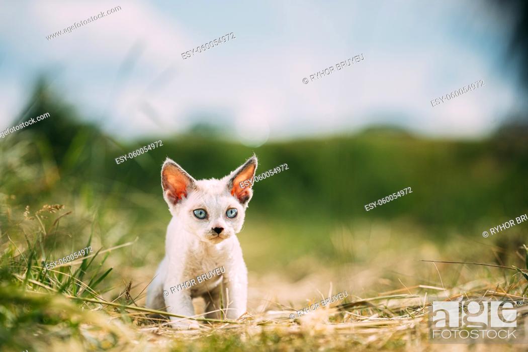 Stock Photo: Sweet Devon Rex Cat Funny Curious Young White Devon Rex Kitten In Grass. Short-haired Cat Of English Breed. Very Small Lovely Pets Lovely Cats.