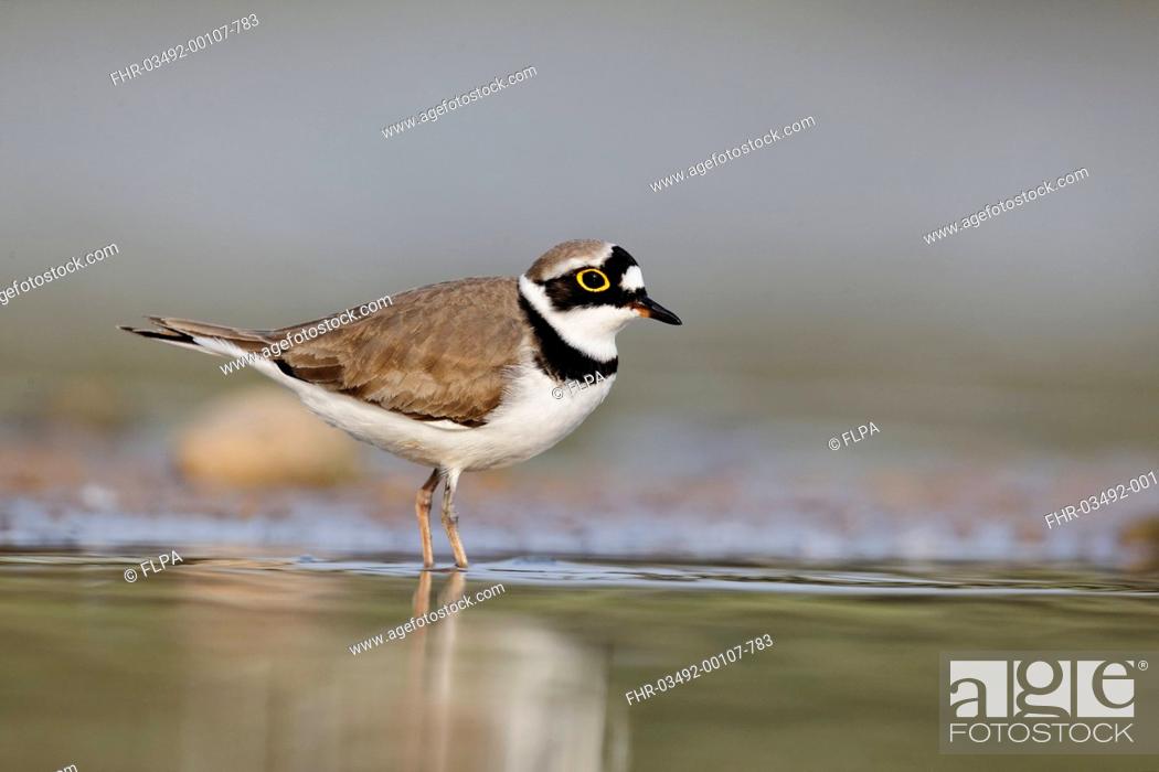 Stock Photo: Little Ringed Plover Charadrius dubius adult male, summer plumage, standing in shallow water, Midlands, England, april.