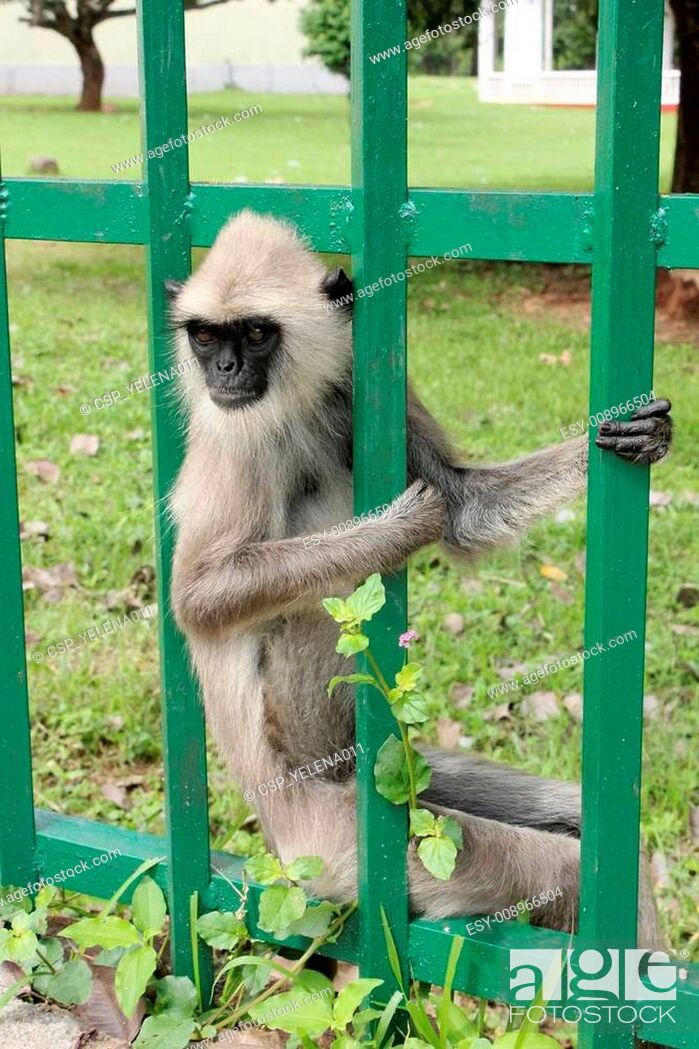 Stock Photo: Sri Lankan Monkey.