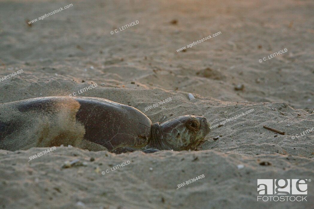 Stock Photo: green turtle, rock turtle, meat turtle (Chelonia mydas), marine turtle creeping on the beach for laying eggs, Mexico, Oaxaca.