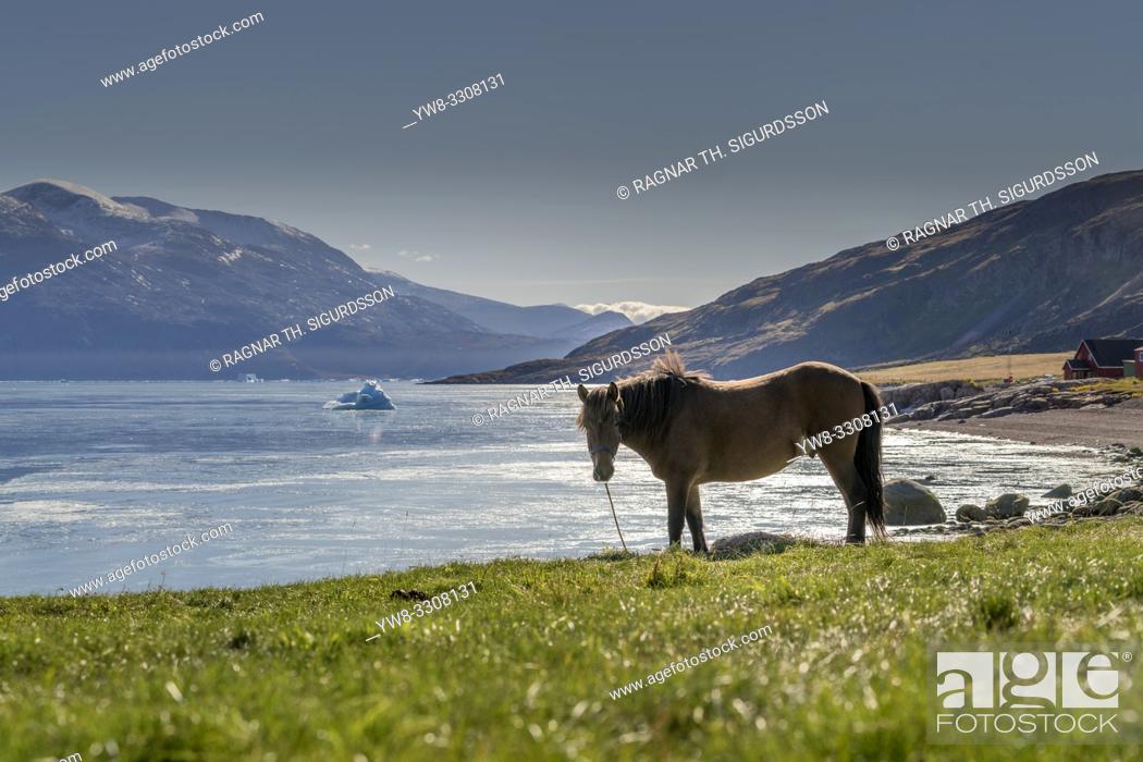 Stock Photo: Horse, Qassiarsuk or Brattahlid, South Greenland.
