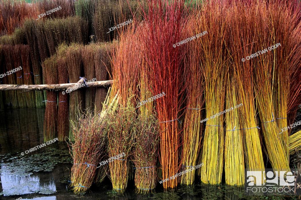 Stock Photo: bundles of willow set in a water pond routoir to turn green again before debarking, Bussieres-les-Belmont, Haute-Marne department, Champagne-Ardenne region.