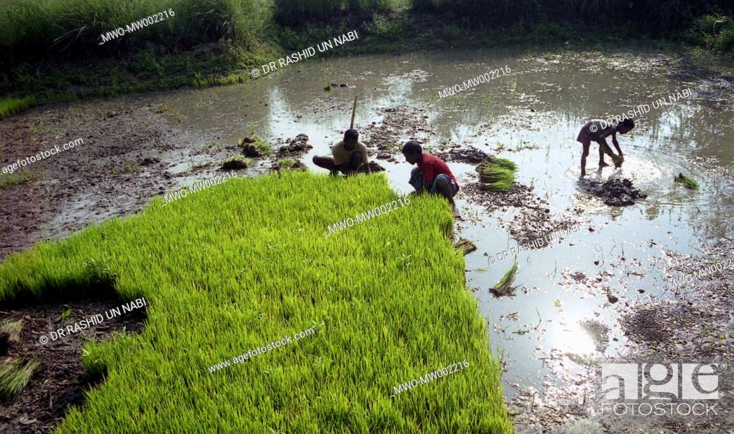 Stock Photo: Men are engage to put rice plants, Brammanbaria 2004, Bangladesh.
