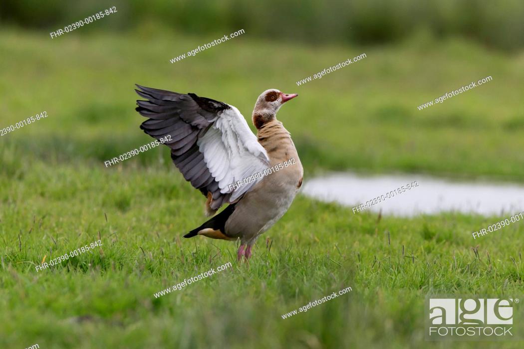 Stock Photo: Egyptian Goose (Alopochen aegyptiacus) introduced species, adult, flapping wings, standing on marsh, Suffolk, England, June.