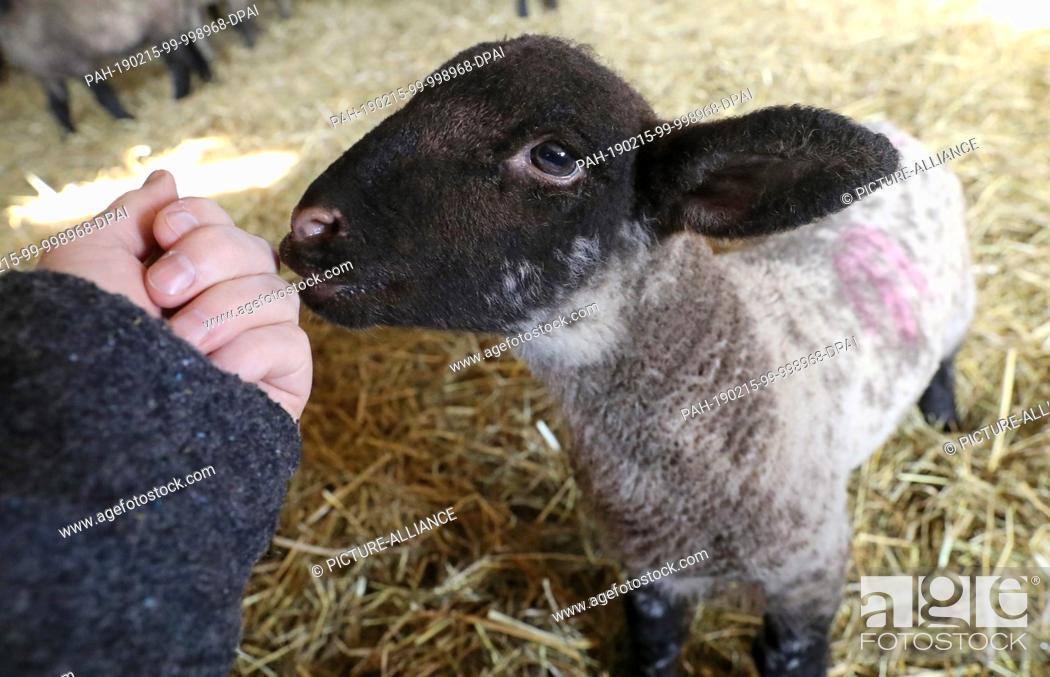 Stock Photo: 14 February 2019, Mecklenburg-Western Pomerania, Reimershagen: In the stable of shepherd Sven Nöller a lamb licks a hand.