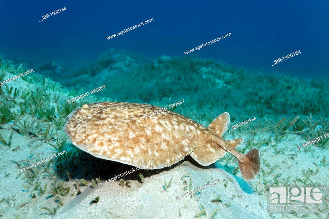 Stock Photo: Leopard Torpedo (Torpedo panthera) above seaweed, Makadi Bay, Hurghada, Egypt, Red Sea, Africa.