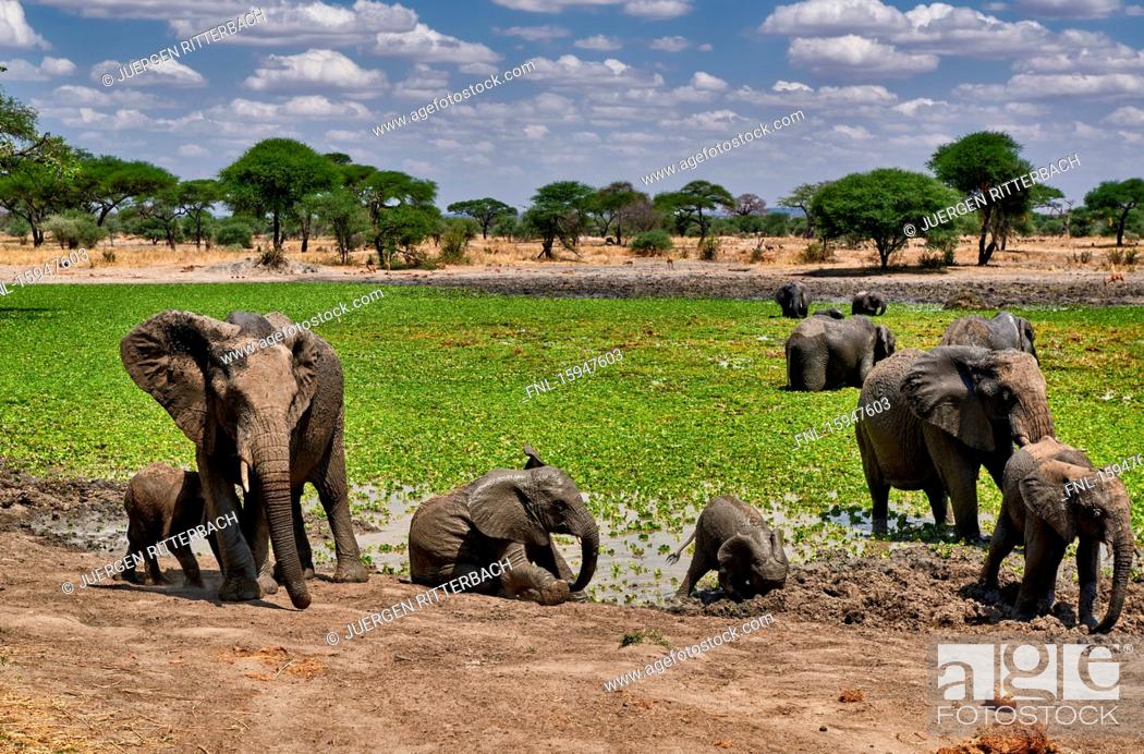 Stock Photo: African elephant, Loxodonta africana, Tarangire National Park, Tanzania, East Africa, Africa.