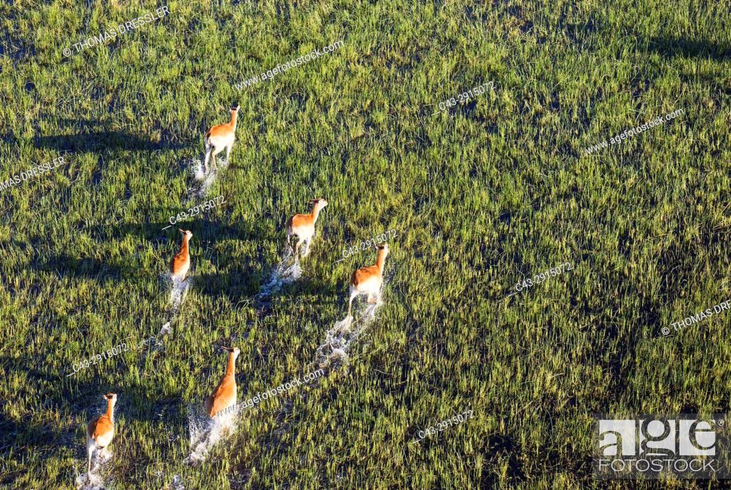 Stock Photo: Red Lechwe (Kobus leche leche), running in a freshwater marsh, aerial view, Okavango Delta, Moremi Game Reserve, Botswana.