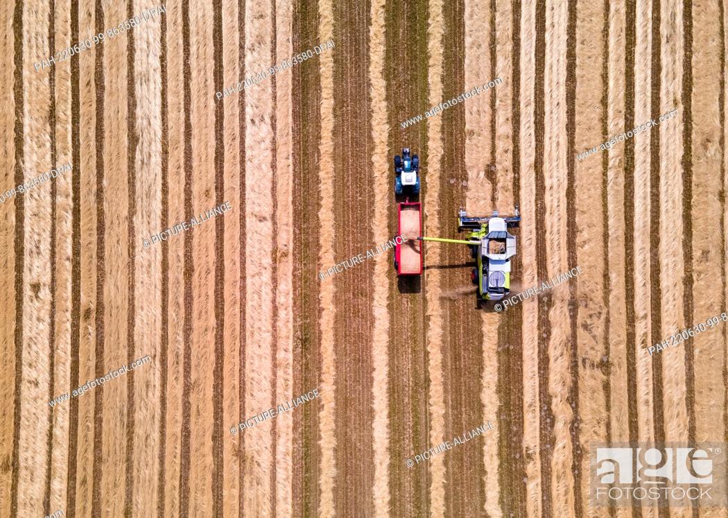 Stock Photo: 30 June 2022, Mecklenburg-Western Pomerania, Hanshagen: A combine harvester drives over a field of cut grass and threshes lawn seeds from the dried plants.