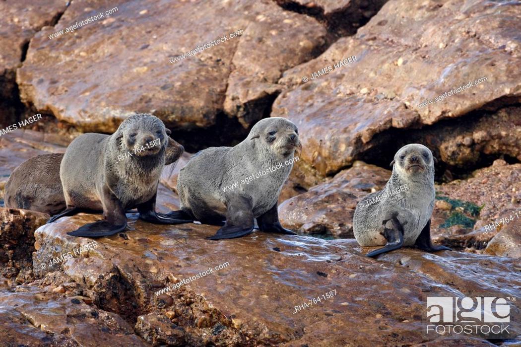 Stock Photo: Three Cape fur seal South African fur seal Arctocephalus pusillus pups, Elands Bay, South Africa, Africa.