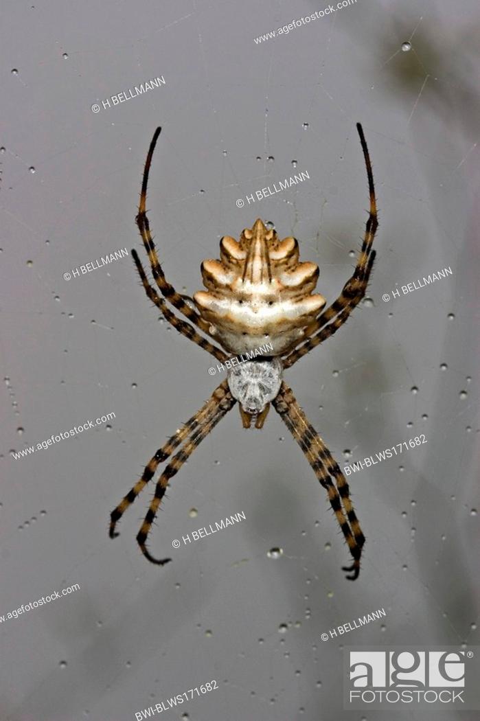 Imagen: wasp spider Argiope lobata, hanging in its spider web.