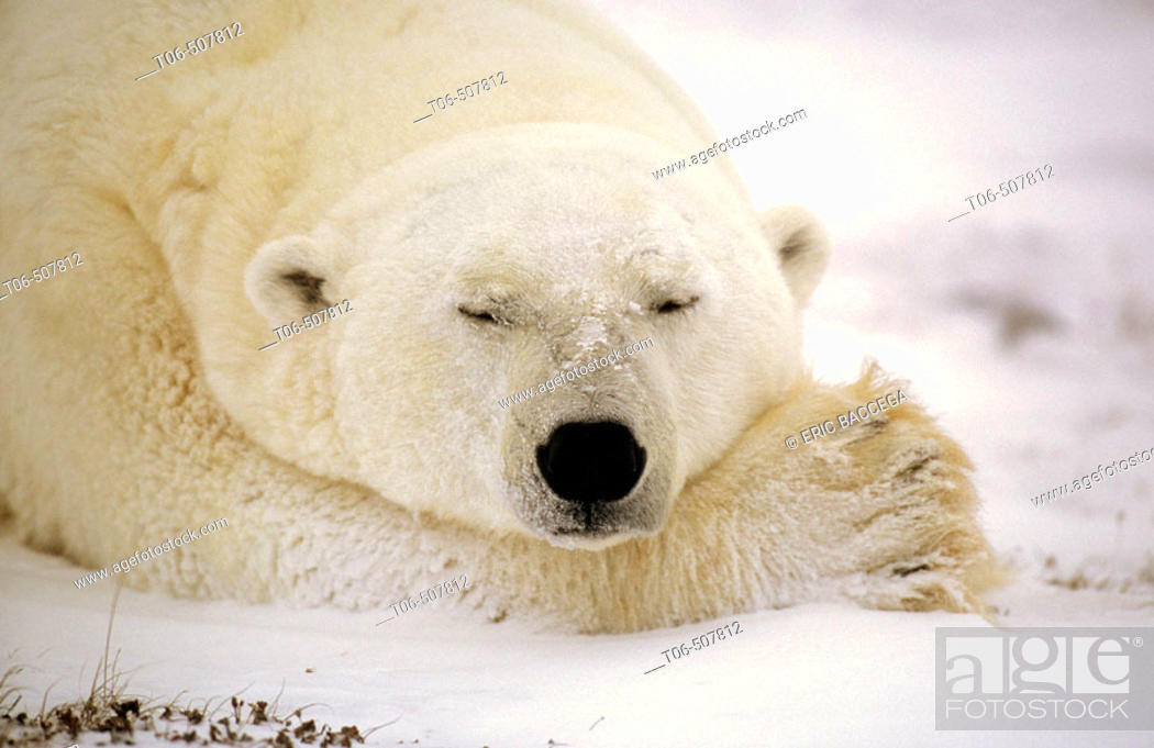 Stock Photo: Portrait of male polar bear sleeping (Ursus maritimus). Churchill, Manitoba, Canada.
