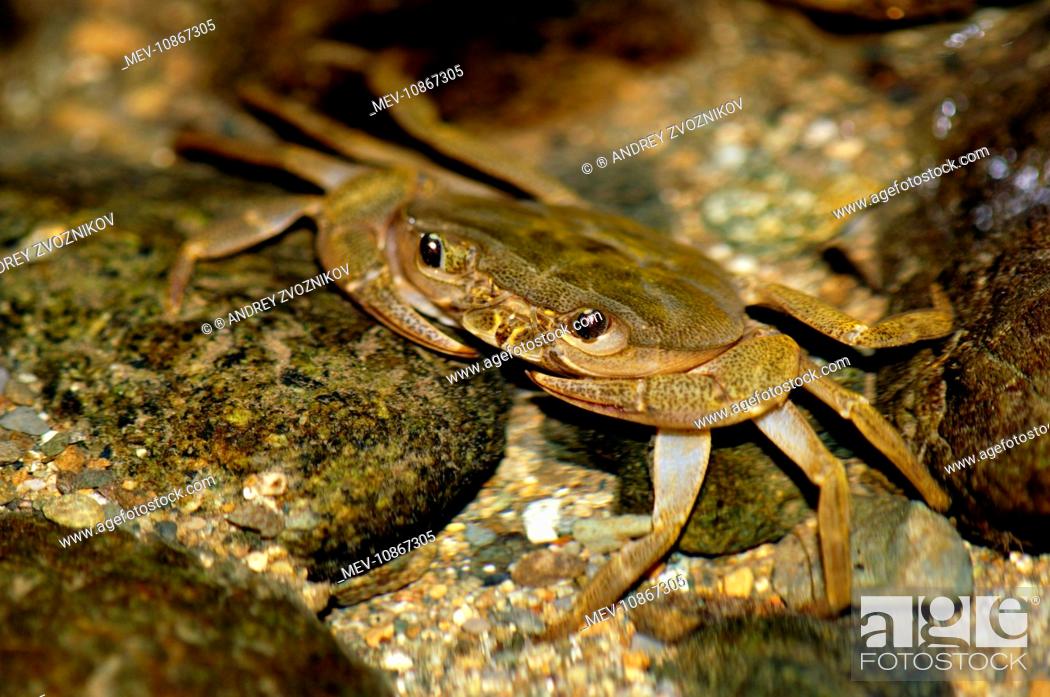 Stock Photo: Fresh-water crab (unidentified) waits for prey to come with the current in a small stream in primary rainforest. river Danum valley, Sabah, Borneo.