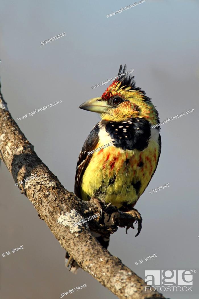 Stock Photo: Levaillant's barbet (Trachyphonus vaillantii), sitting on a twig, South Africa, Umfolozi Game Reserve.