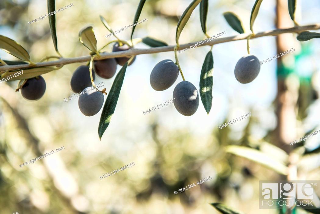 Stock Photo: Olives growing on tree branch.
