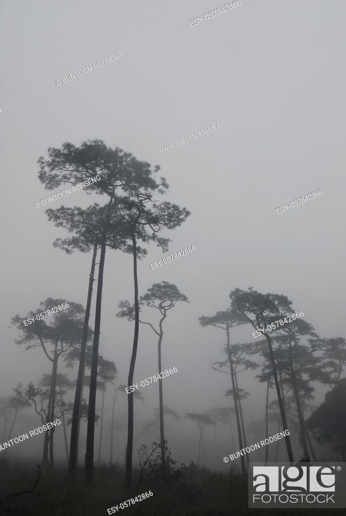 Stock Photo: pine tree forest in the mist.