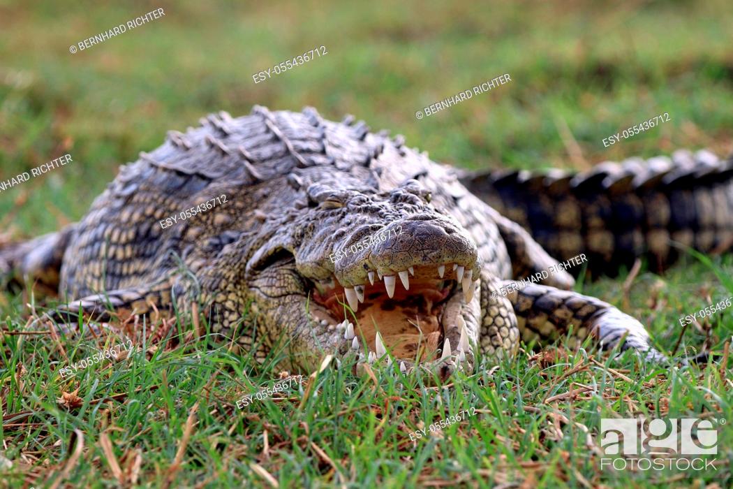 Photo de stock: nile crocodile.