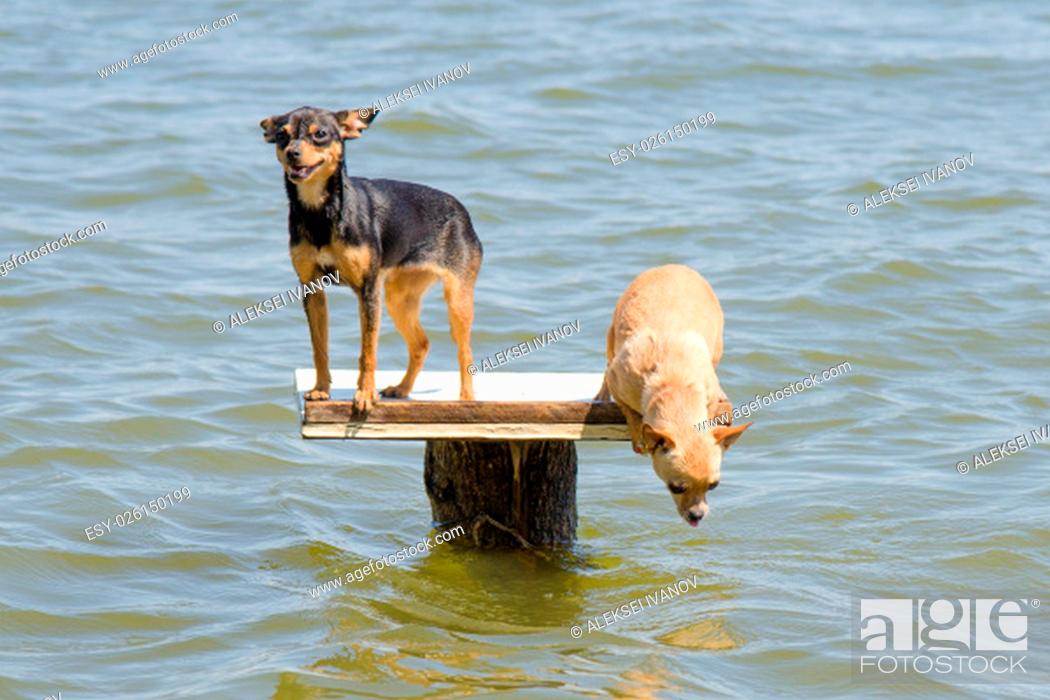 Stock Photo: On the table set in the river two dogs dwarf - Russian toy terrier and chihuahua who wants to jump into the water.