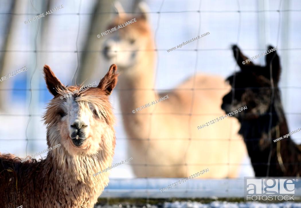 Stock Photo: 12 February 2021, Brandenburg, Schönwalde-Glien/OT Pausin: Alpacas stand near the entrance to the village in their snowy enclosure.