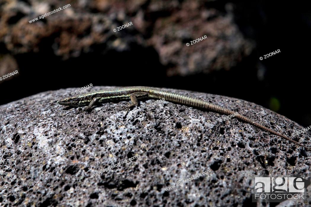 Imagen: Teira dugesii, Lacerta dugesii, Madeira wall lizard.