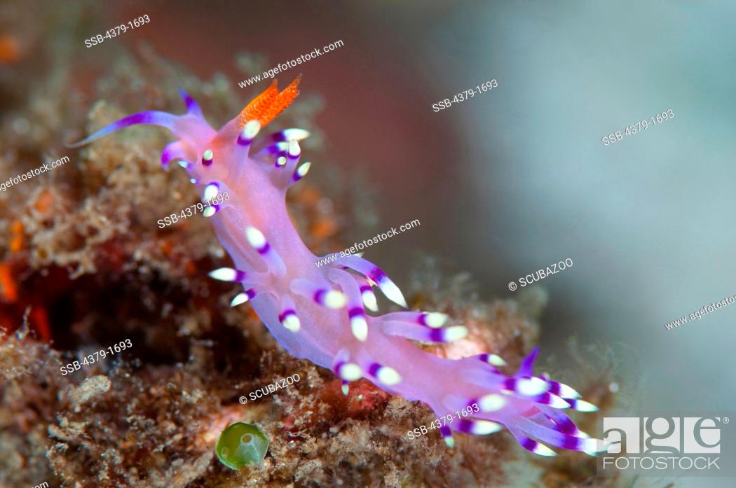 Stock Photo: Close-up of a nudibranch (Flabellina exoptata), Lembeh Strait, Sulawesi, Indonesia.