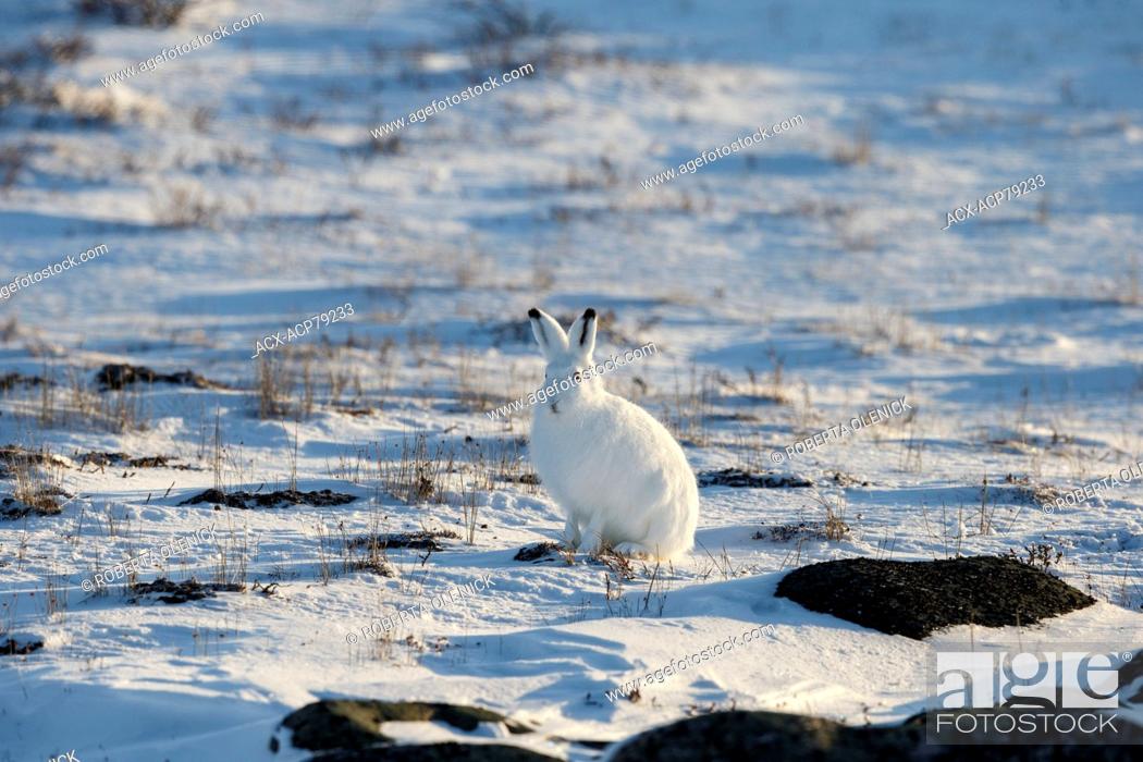Stock Photo: Arctic hare (Lepus arcticus), in winter pelage, Cape Churchill, Wapusk National Park, Manitoba.
