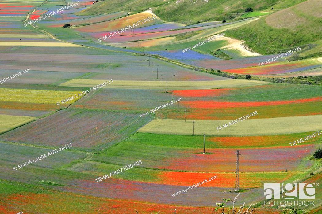 Stock Photo: Flowering of the lentils fields , Castelluccio di Norcia (Perugia) ITALY-07-07-2020.