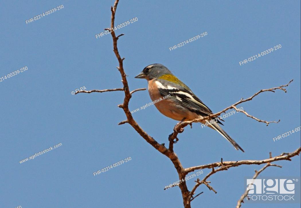 Stock Photo: Chaffinch Fringilla coelebs africana North African subspecies, adult male, perched on twig, Morocco, may.
