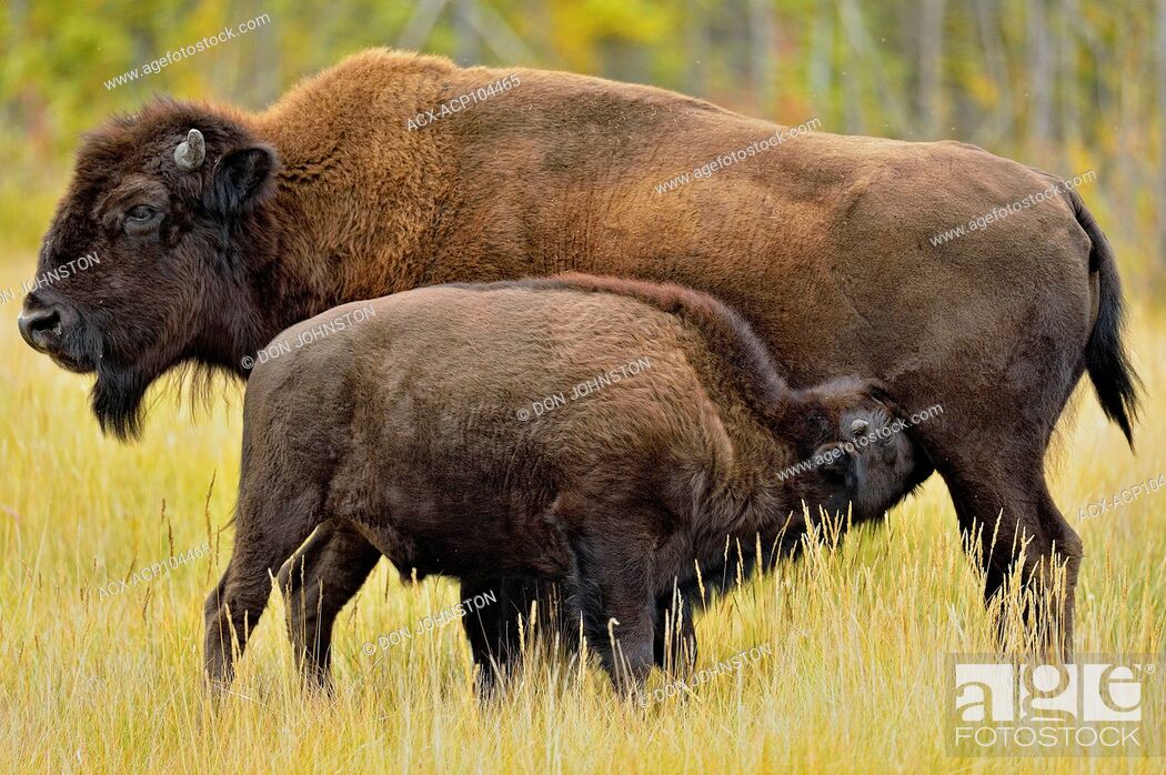 Stock Photo: Wood Buffalo/Bison (Bison bison athabascae) Late-summer calf nursing with mother, Mackenzie Management Area, Northwest Territories, Canada.