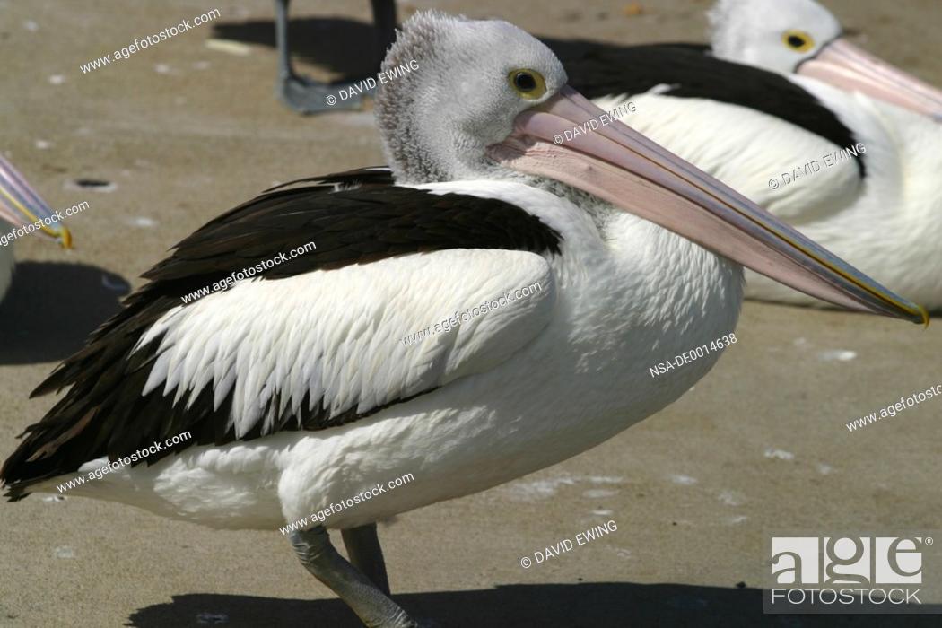 Stock Photo: pelican.