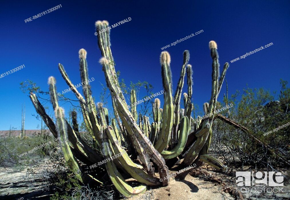Stock Photo: Senita Cactus, Old Man Cactus , Cereus Schottii Lophocereus schottii.