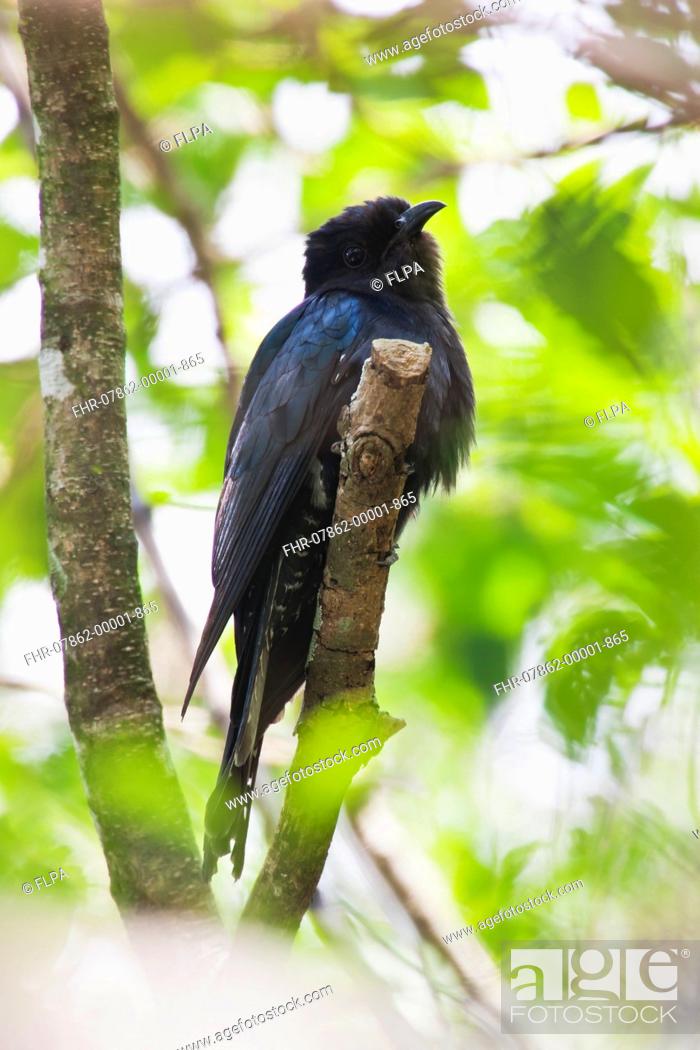 Stock Photo: Fork-tailed Drongo-cuckoo (Surniculus dicruroides) adult, perched on branch, Po Toi, Po Toi Islands, Hong Kong, China, April.