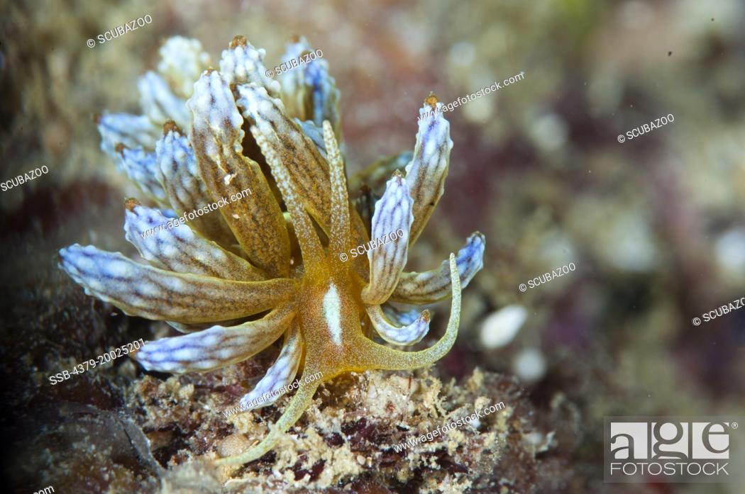 Stock Photo: A Kabira Phyllodesmium nudibranch, Phyllodesmium kabiranum, Taliabu Island, Sula Islands, Indonesia.