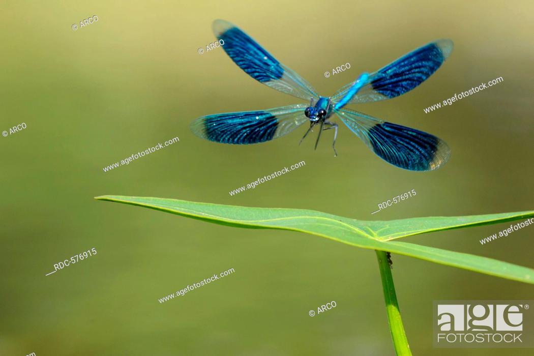 Stock Photo: Banded Demoiselle, Lower Saxony, Germany / (Calopteryx splendens).