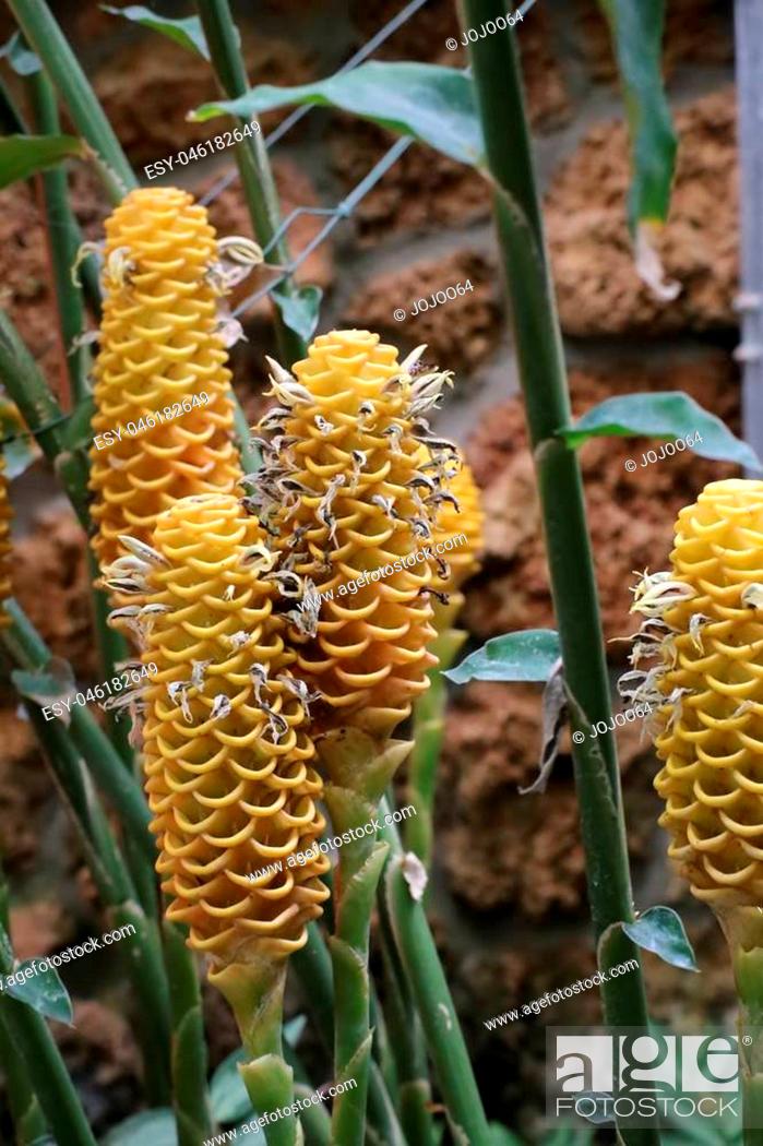 Stock Photo: Zingiber spectabile, commonly known as beehive ginger.