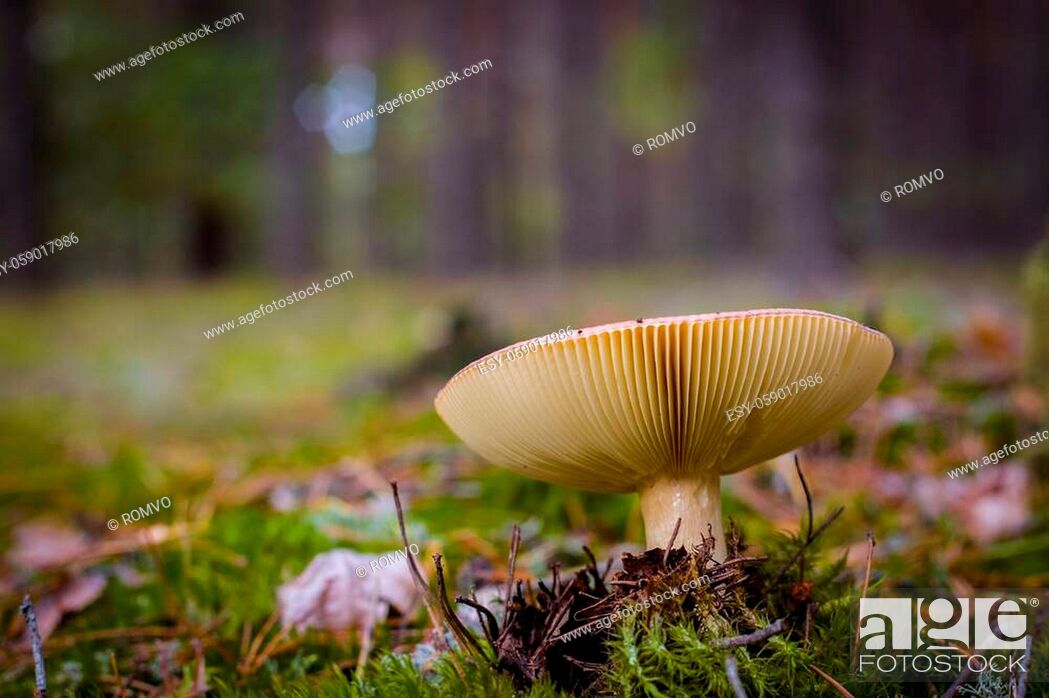 Stock Photo: Big lamellar mushroom grows in forest. Beautiful season plant growing in nature.