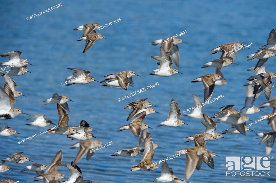 Stock Photo: Flock of Western Sandpipers (Calidris mauri) in flight over Hartney Bay, Copper River Delta, Cordova, Alaska, USA.