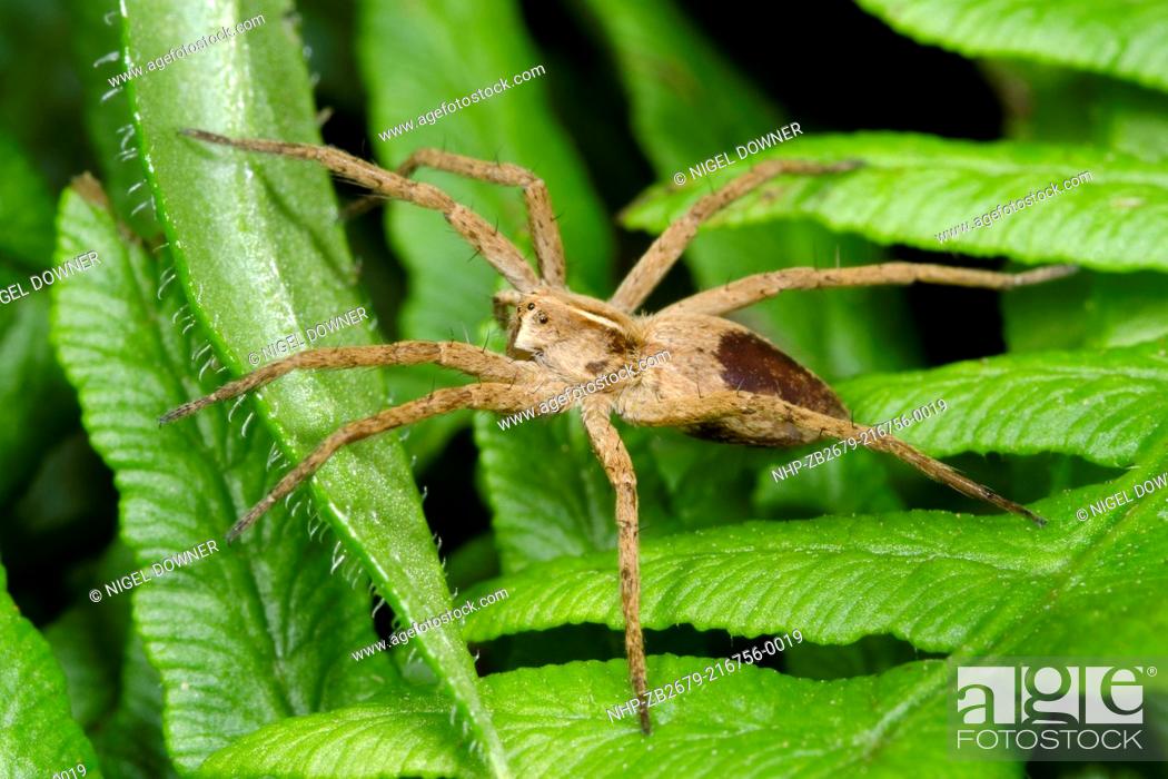 Stock Photo: Close-up of a Hunting spider or Nursery web spider Pisaura mirabilis resting on bracken fronds in a Norfolk wood in summer.