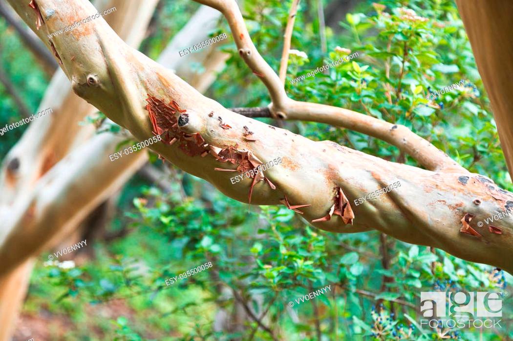 Stock Photo: branch of arbutus andrachne tree (greek strawberry tree) in autumn.