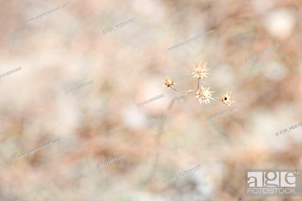 Stock Photo: Lonely dry flower.