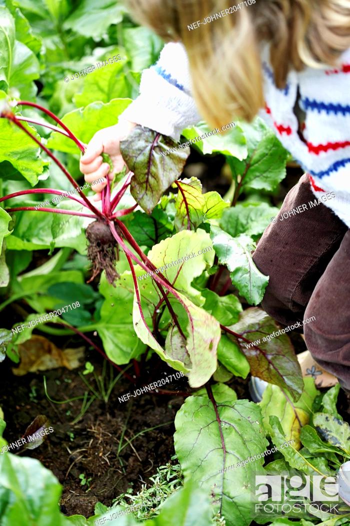 Photo de stock: Girl planting beetroot.