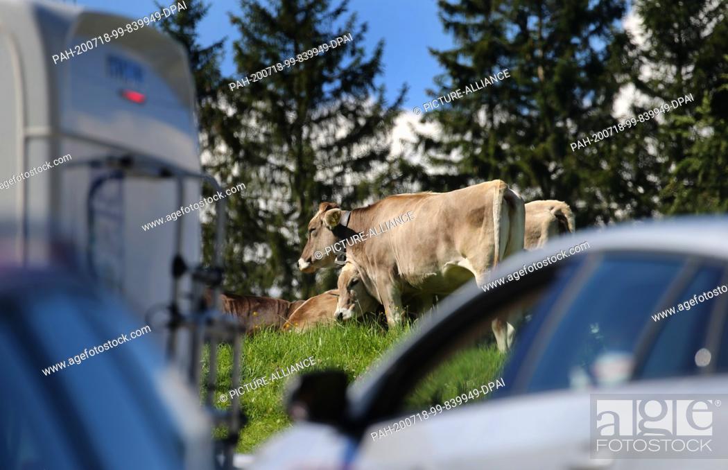 Stock Photo: 18 July 2020, Bavaria, Rettenberg: Cows graze behind the fully occupied parking lot of Alpe Kammeregg in bright sunshine.