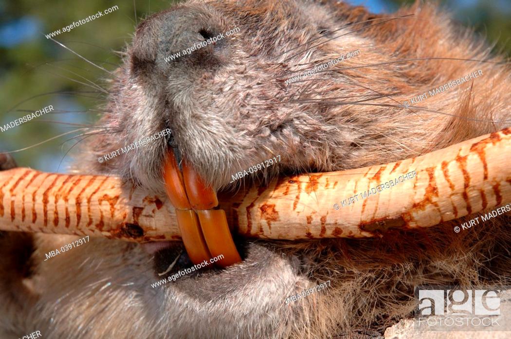 Waters, Canadian beaver, Castor canadensis, muzzle, teeth, close-up,  branch, animals, mammals, Stock Photo, Picture And Rights Managed Image.  Pic. MBA-03912917 | agefotostock
