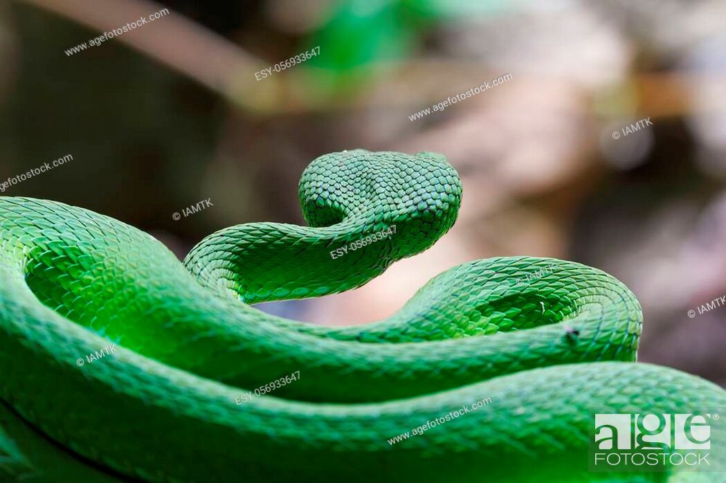 Stock Photo: Back view Large-eyed Green Pit viper (Trimeresurus macrops) the endemic specie of Southeast Asia.