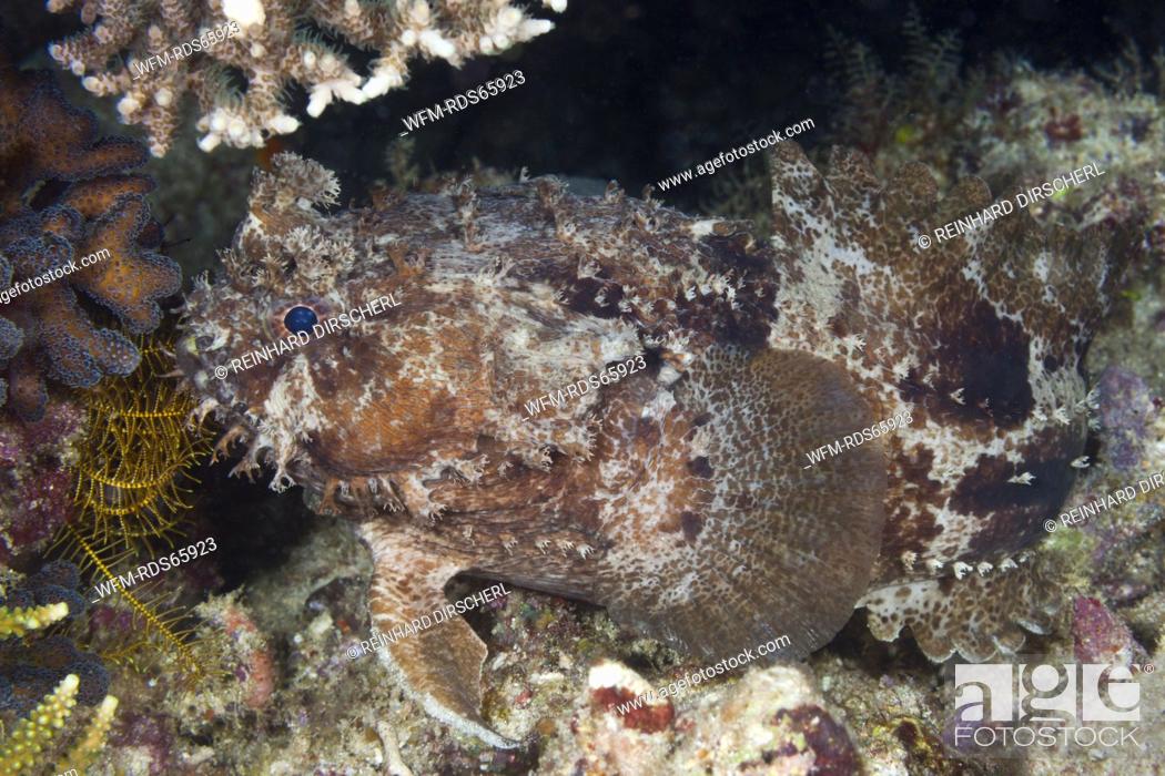 Stock Photo: Banded Toadfish, Halophryne diemensis, Raja Ampat, West Papua, Indonesia.
