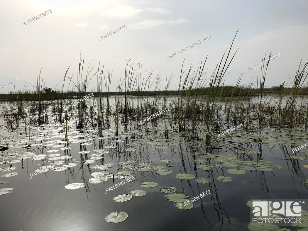 Stock Photo: Water lilies seen in the morning sun in the swamps of the White Nile river near Nyal, South Sudan, 28 March 2017. The area is located in the South Sudanese.